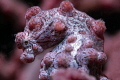   Pygmy Seahorse Nudi Falls Lembeh Strait  